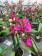 Phalaenopsis Blackberry Surprise