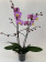 Phalaenopsis Honey Comb (2 Rispen)