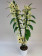 Dendrobium Sunny Bird (2 Rispen)