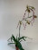 Paphiopedilum Berenice