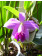 Laelia pumila