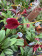 Masdevallia Red Magic (in Blüte/Knospe)