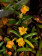 Mediocalcar decoratum