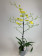 Oncidium Pure Yellow (1 Rispe)