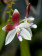 Phalaenopsis speciosa (Jgpfl.)