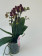 Phalaenopsis Sogo Banana Chocolate (3 Rispen)