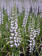 Spiranthes 'Chadd's Ford' (mit neuem Austrieb)