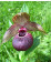 Cypripedium tibeticum