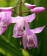 Bletilla striata 'pink'