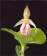 Cypripedium japonicum