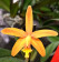 Laeliocattleya Seagulls Gem ( 1 Stiel)