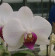 Phalaenopsis Christa Wichmann 2