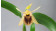 Coelogyne ovalis