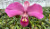 Phragmipedium kovachii (fast blühstark)