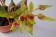 Bulbophyllum graveolens 1