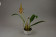 Bulbophyllum lobbii 2