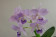 Cattleya Portia 'coerulea' Blütenstand