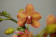 Doritaenopsis Little Fortune Buddha