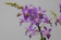 Doritaenopsis Purple Gem 'Aida' 2