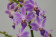 Doritaenopsis Purple Gem 'Aida' 3