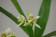 Encyclia fragrans