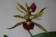 Encyclia cochleatum x prismatocarpum 2