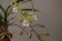 Epidendrum floribundum (1 Stiel)