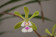 Epidendrum floribundum (1 Stiel)