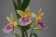 Miltonia binottii