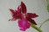 Miltonia spectabilis morelliana Hybride 1