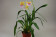 Miltonia Sunset Hybride 1