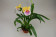 Miltonia Sunset Hybride 1