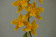 Odontoglossum Hallio crispum 'album' x Geyser Gold 3