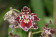 Odontoglossum Margarethe Holm 2