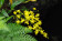 Oncidium cheirophorum (1-2 Blütenrispen)