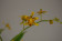 Oncidium meirax