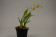 Oncidium meirax