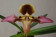 Paphiopedilum hirsutissimum 'esquirolei'
