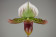 Paphiopedilum Via Quatal