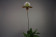 Paphiopedilum Via Quatal