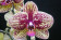 Phalaenopsis Elegant 'Karin Aloha' 2