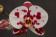 Phalaenopsis Elegant 'Polka Dots' 1