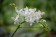 Phalaenopsis equestris 'alba'