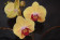 Phalaenopsis Golden Beauty 2