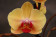 Phalaenopsis Golden Beauty 1