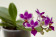 Phalaenopsis Newberry Petit 