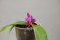 Phalaenopsis violacea 'Malaysia'
