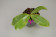 Phalaenopsis violacea 'Sumatra'