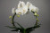 Phalaenopsis White Mirror (2 Rispen)