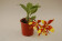 Rossioglossum grande x splendens